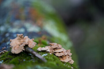 small fungus growing on a fallen tree