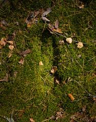 View from above. A boot print on green forest moss strewn with coniferous needles and pine cones in the sun. Beautiful texture of wet moss on the ground with an imprint of a human foot.