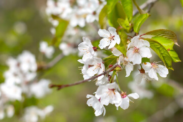 Close up of the spring white tree flowers branch
