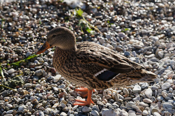 Close up of a female duck or Mallard. Wild duck close up