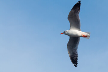 Seagulls at Bang Pu Recreation Center, Samut Prakan. Tourist attraction in Thailand