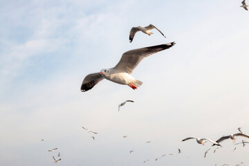 Seagulls at Bang Pu Recreation Center, Samut Prakan. Tourist attraction in Thailand
