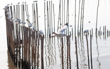 Seagulls at Bang Pu Recreation Center, Samut Prakan. Tourist attraction in Thailand