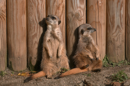 Two meerkats sit on the ground, leaning against a wooden fence and facing away from each other on an autumn day