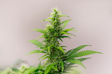 Cannabis Marijuana Commercial indoor lab in weed farming