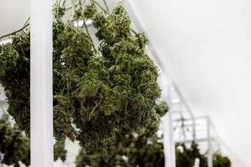 Cannabis Marijuana Commercial indoor lab in weed farming