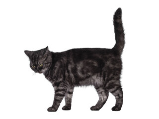 Cute Black smoke British Shorthair cat, standing side ways. Looking down away from camera. Isolated cutout on a transparent background.
