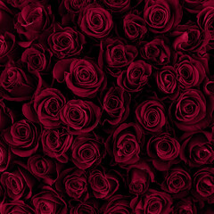 Viva Magenta roses background. Color of the year. Gift to a woman. Deep Magenta color. - 558661614