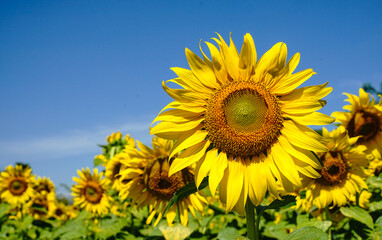 Obraz premium blooming sunflower field It's a beautiful yellow, clear sky.