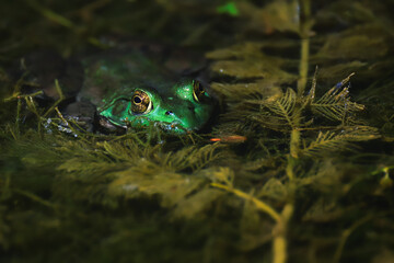 frog in a pond