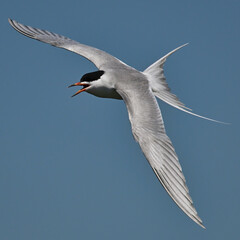 Tern Seagull in Flight