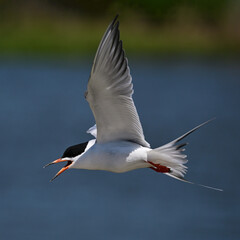 Tern Seagull in Flight