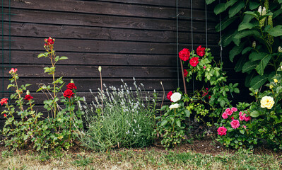 Lavender and rose flowers growing in same flower bed in home garden. Roses bring aphids, lavender...