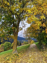 Fototapeta premium autumn in the park