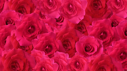 pink rose petals for valentine anniversary or wedding background