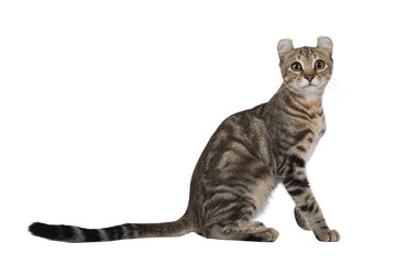 Beautiful brown tabby blotched American Curl Shorthair cat, sitting side ways. Looking towards camera. Isolated cutout on a transparent background.