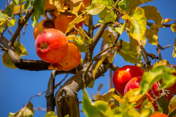 Harvest of apples on a plantation in the garden. Fruit trees with apples. Ripe fruits on the branches of a tree. Gardening in agriculture.