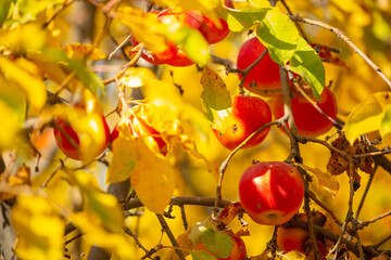 Harvest of apples on a plantation in the garden. Fruit trees with apples. Ripe fruits on the branches of a tree. Gardening in agriculture.