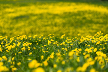 Yellow blooming dandellion field, bokeh background