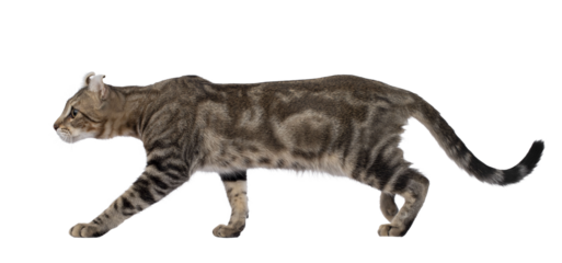 Beautiful brown tabby blotched American Curl Shorthair cat, walking side ways showing profile and ears. Looking ahead away from camera. Isolated cutout on a transparent background.
