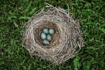 Naklejka na ściany i meble nest of thrush bird with green blue eggs