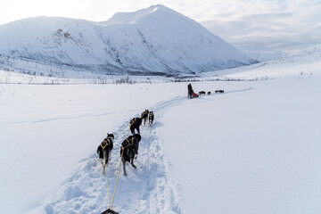 Hundeschlittenfahrt in Norwegen Tromso