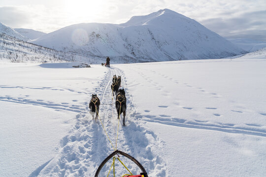 Hundeschlittenfahrt in Norwegen Tromso