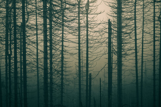 Misty dead forest.