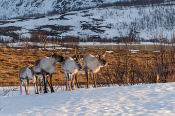 Obraz premium Rentier in Norwegen, Tromsø, Winter