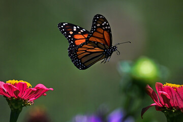 Fototapeta na wymiar Monarch butterfly in flight