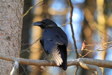 Common raven corvus corax sitting on a branch