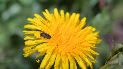 Buprestidae jewel beetle on a dandelion flower with antennae