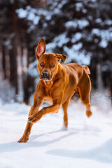 rhodesian ridgeback dog having fun running at snowy winter forest