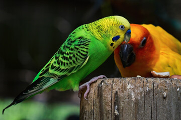 blue and yellow macaw w/ parakeet