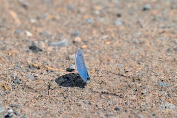 Blue butterfly with shadow