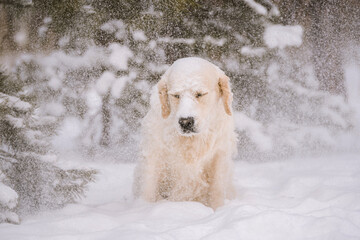 Sad golden retriever dog under snow at winter forest