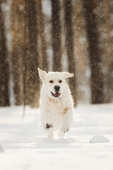 happy golden retriever dog having fun at winter forest