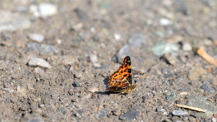 Red black spotted comma butterfly sideview