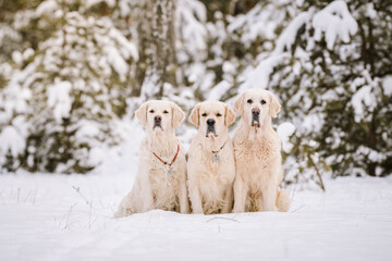 Obraz na płótnie Canvas Three golden retriever dogs together at snowy winter forest