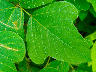 raindrops on large green ivy leaves close-up