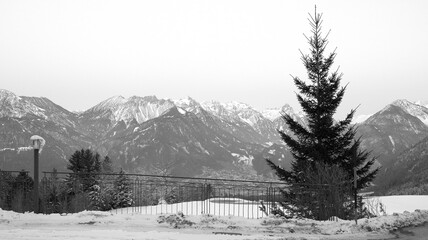 Fir tree with slush in foreground in black and white