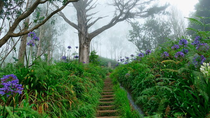 Scenic jungle with levada and wooden stairs in Madeira, Portugal