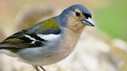 Small Chaffinch bird close-up