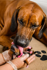 Rhodesian ridgeback mother dog licking newborn puppy
