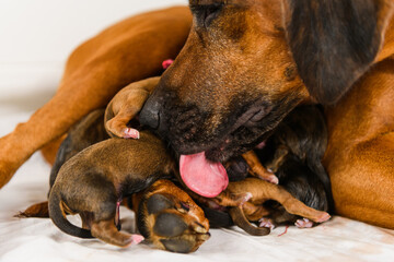 Rhodesian ridgeback dog licking her newborn puppies