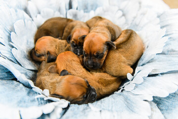 Newborn rhodesian ridgeback puppies sleeping together on flower decor