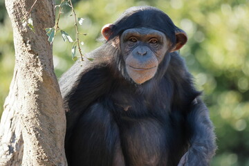 チンパンジー