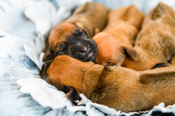 Newborn rhodesian ridgeback puppies sleeping together on flower decor