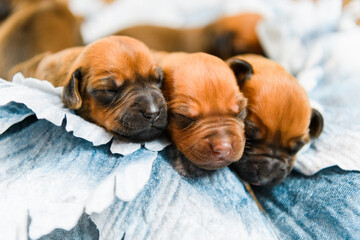 Newborn rhodesian ridgeback puppies sleeping together on flower decor