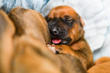 Obraz premium Newborn rhodesian ridgeback puppies sleeping together on flower decor